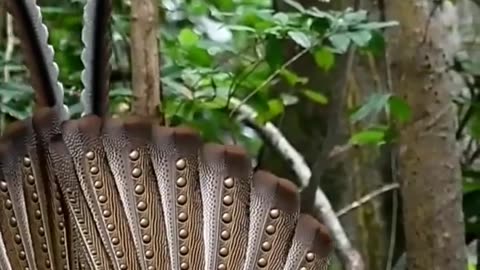 Bird mating ritual