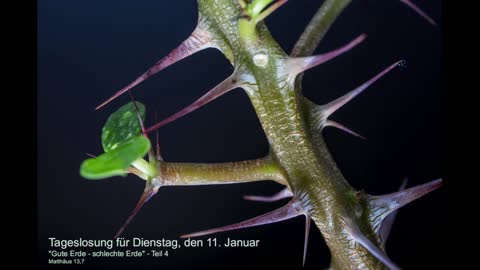 Tageslosung für Dienstag, den 11. Januar