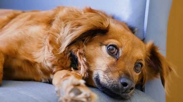 A dog has only one owner in his life, but an owner will have many friends in his life.