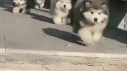 funny dogs