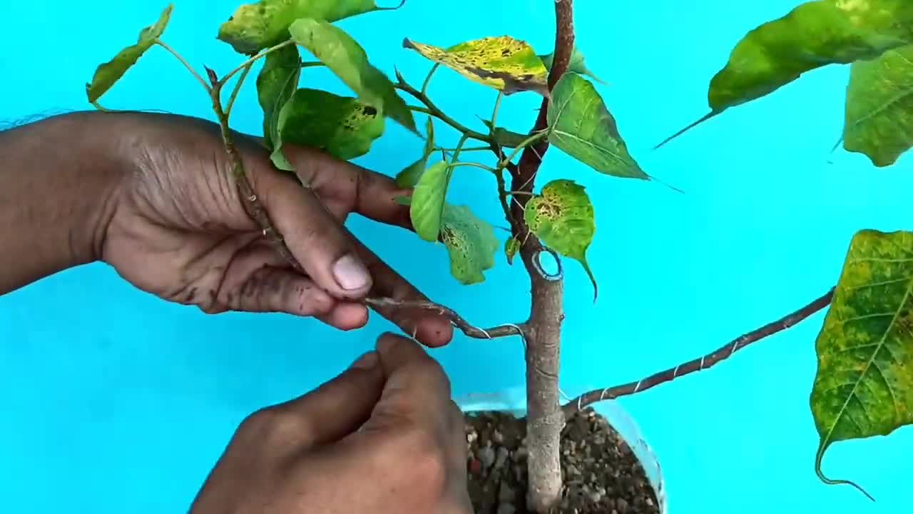 How To Start Bonsai Making