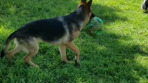 Nova and Lyla playing soccer with the big kids