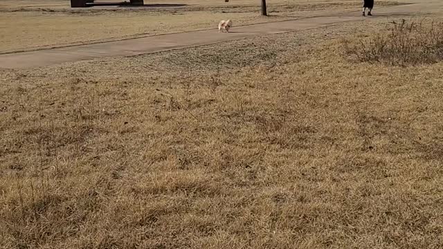 My dog is very fast~!