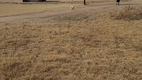 My dog is very fast~!