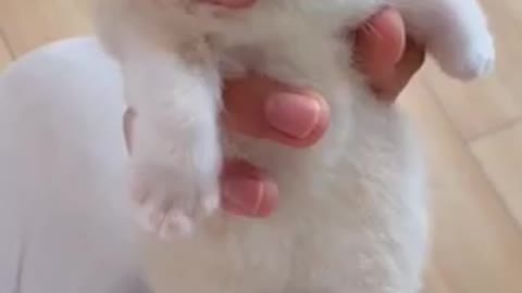 Cute cat loving beautiful short fanny video.