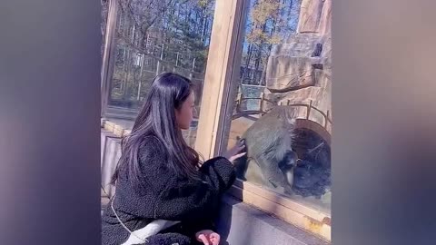 Amusing moment monkey is scared by woman tapping on enclosure glass at Chinese zoo