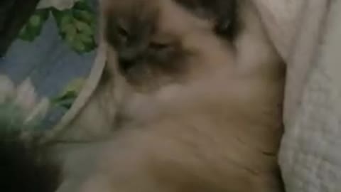 The amazing cat