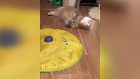 Funny animals 2022 - Cute dogs and cats doing funny things