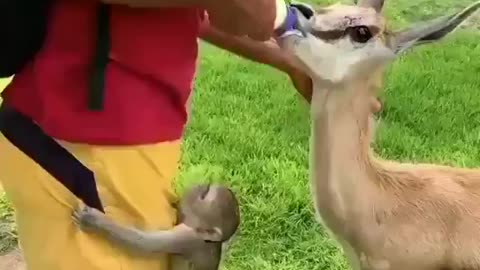 deer drink milk | feeding milk