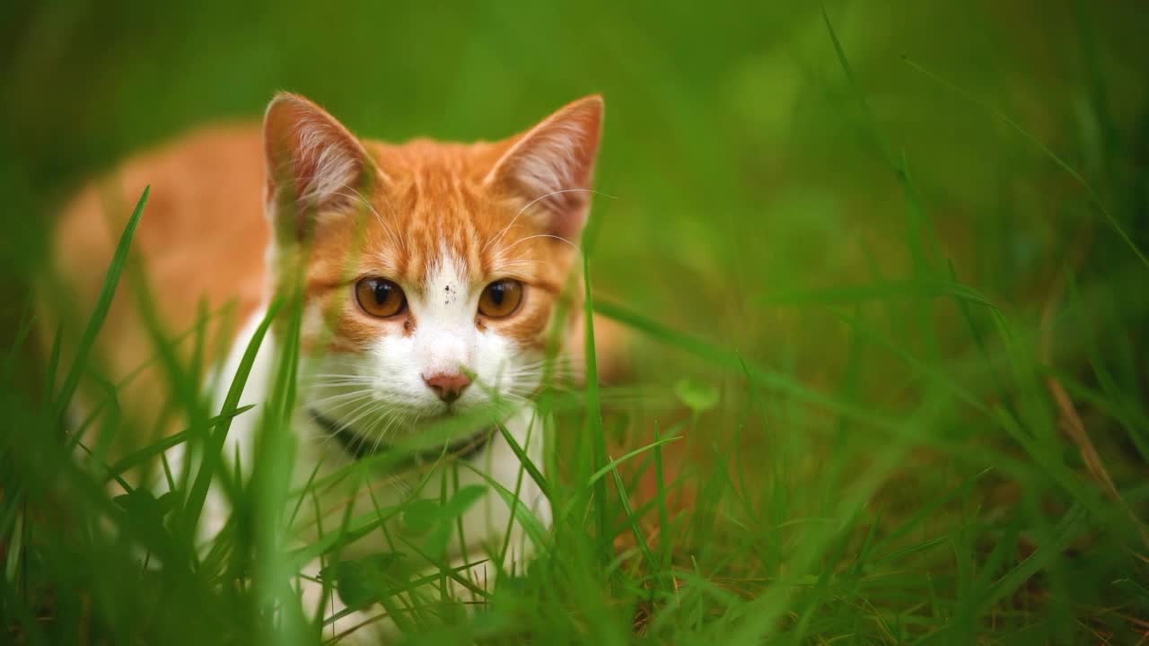 Kucing putih tergeletak di antara rerumputan dilihat dari dekat