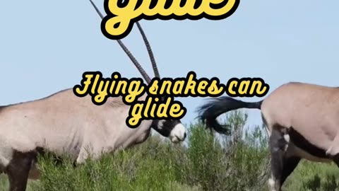 Animal Facts Flying Snake Glide #shorts