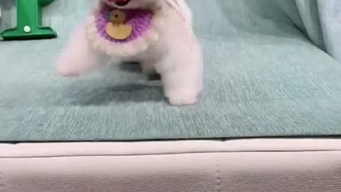 Funny cute Dog 🐕🤩🤩