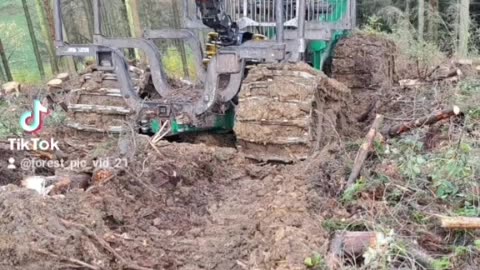 Photo of forest work