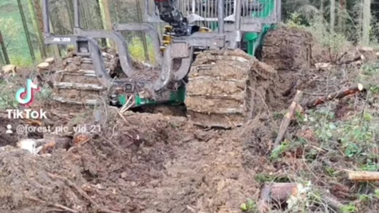 Photo of forest work