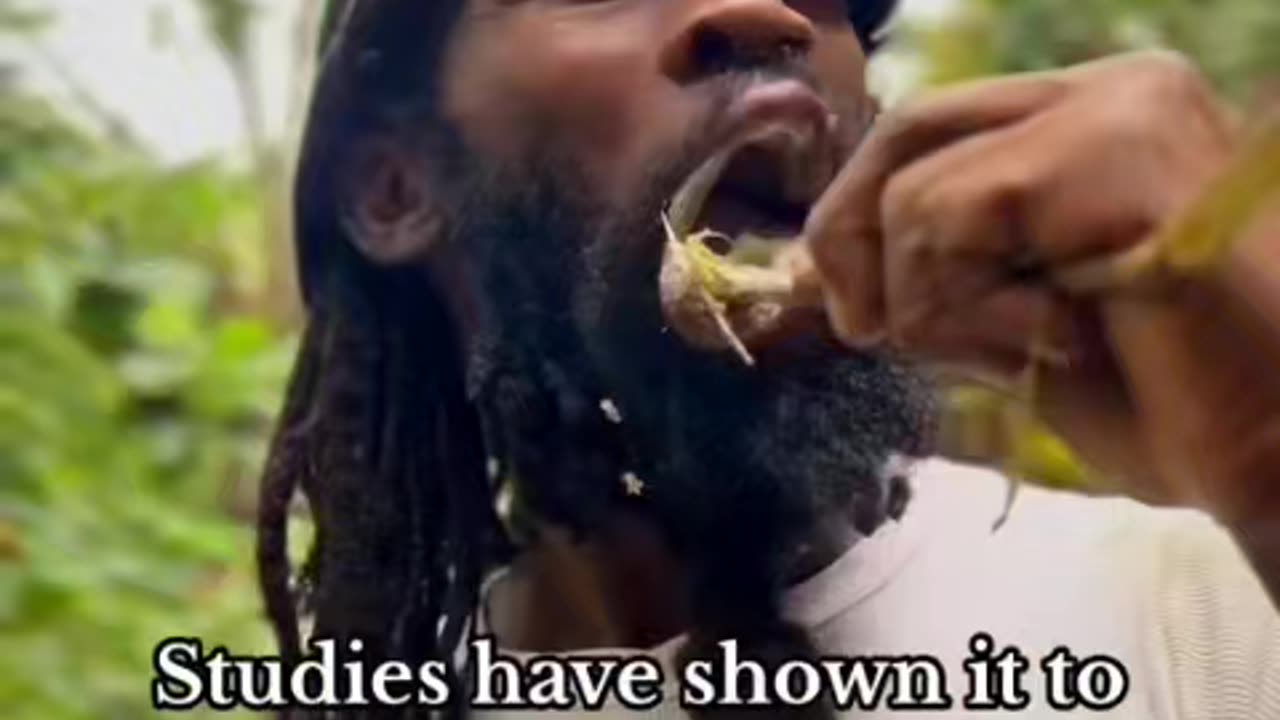 Rasta's Natural Toothbrush: The Jamaican Plant That Keeps Teeth Clean