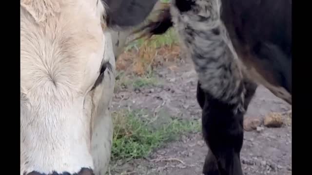 Calves have fun drinking water with a hose, look at that.