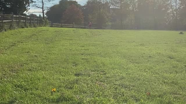 Caoimhe Lure Coursing Practice