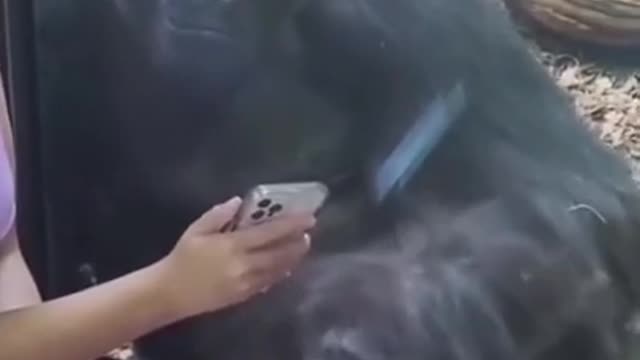 Try not to laugh