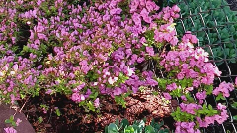 Azaleas backyard