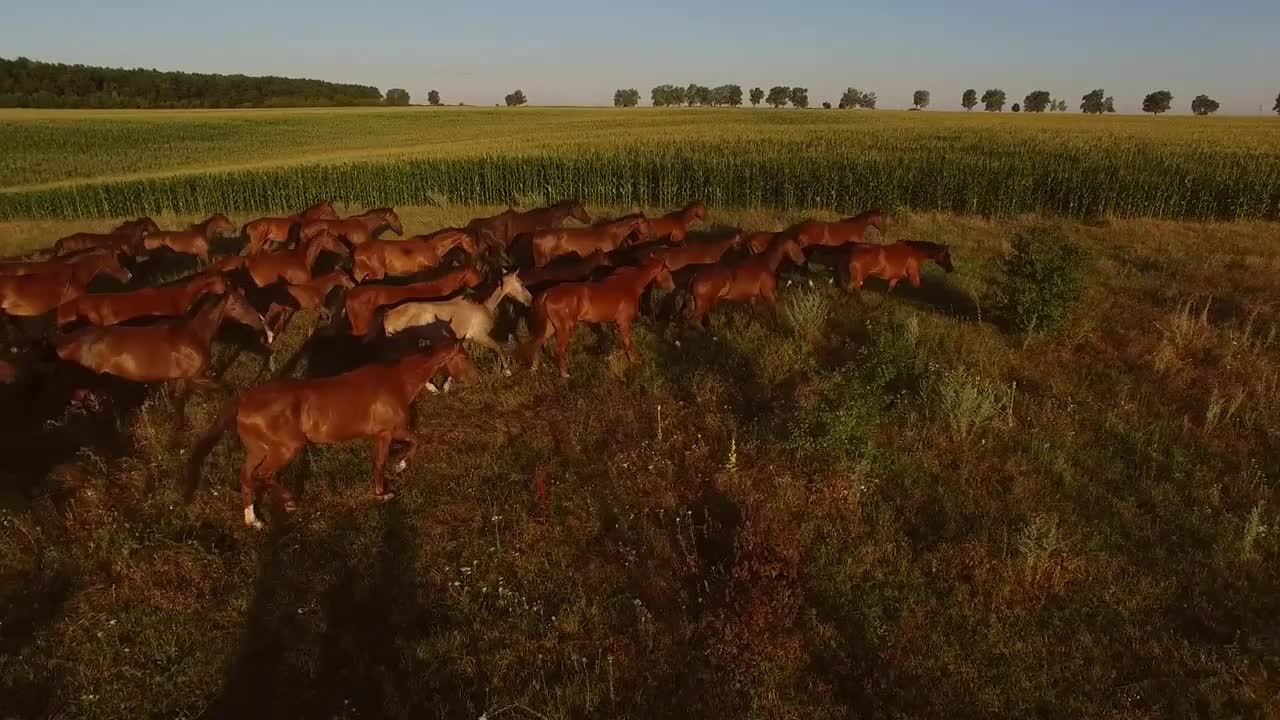 Horses run on meadow. Horse herd near green field. Chase the horizon. Animals on vastness of nature