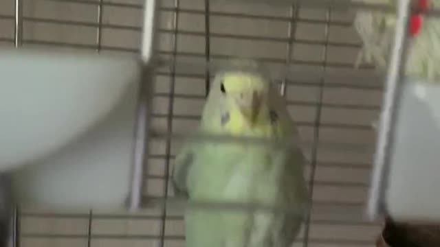 Budgie jumps into owners hand after being away for 6 months