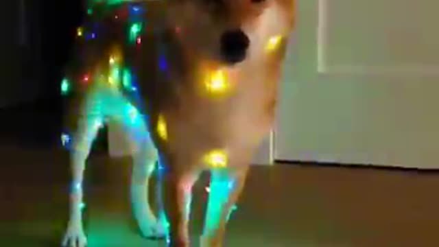 Did you decorate your Christmas tree yet.