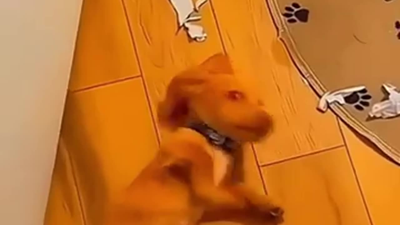 Funny animals