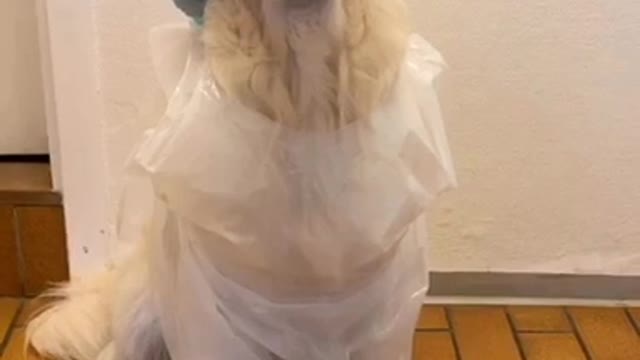 Dog Stands Still Wearing Face Mask and PPE Suit