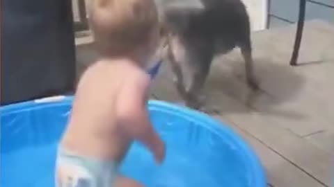 baby with dog playing in the pool