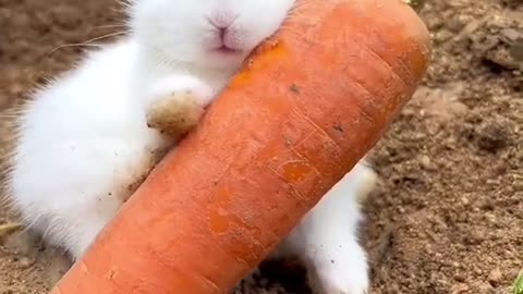 Cute bunny can eat a turnip and fall asleep.