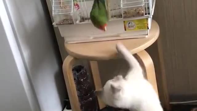 Funny cat and funny parrot play injoy this funny game