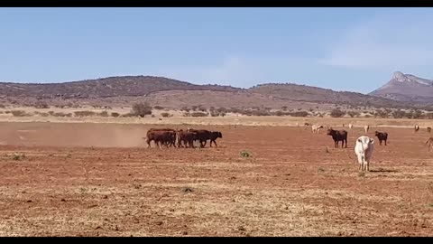 Bulls looking for mate