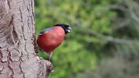 Bullfinch Birds Singing 2160p 4k videos