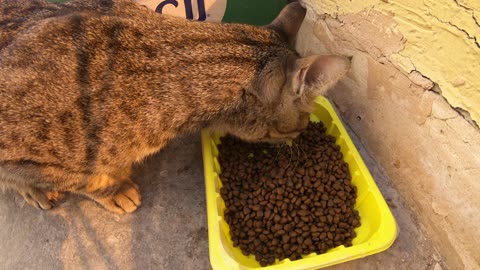 Homeless cat in Ras Al Khaimah, UAE: MICHAEL JACKSON #cat #cats #MichaelJackson #UAE #pets #pet #4u