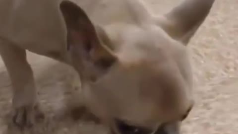 Baby dog funny video