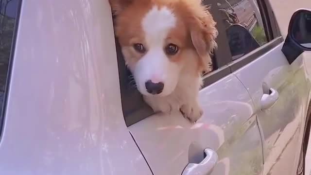 Its nose is like a little peach heart, so cute.