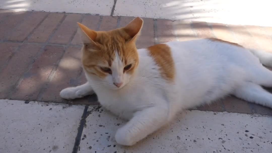 Cute cat playing outdoors