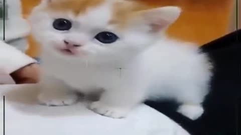 Very Cute Cats 1