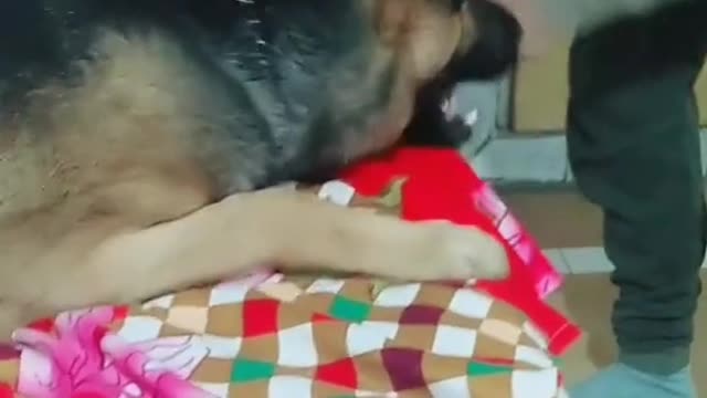 Dog lovers video funny dog video-cute video-sweet dog video