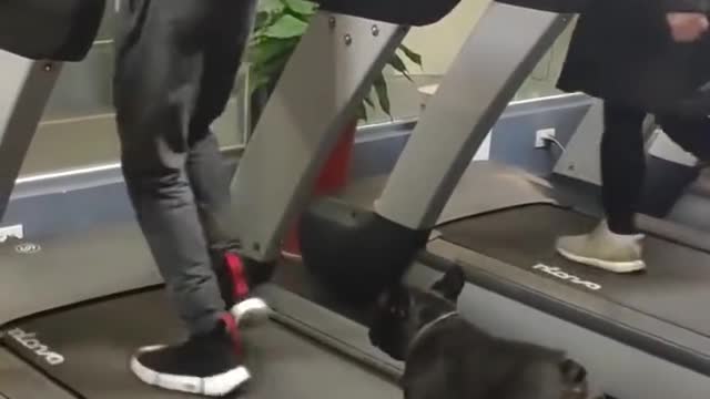 OMG So Cute & Funny Cats and Dogs