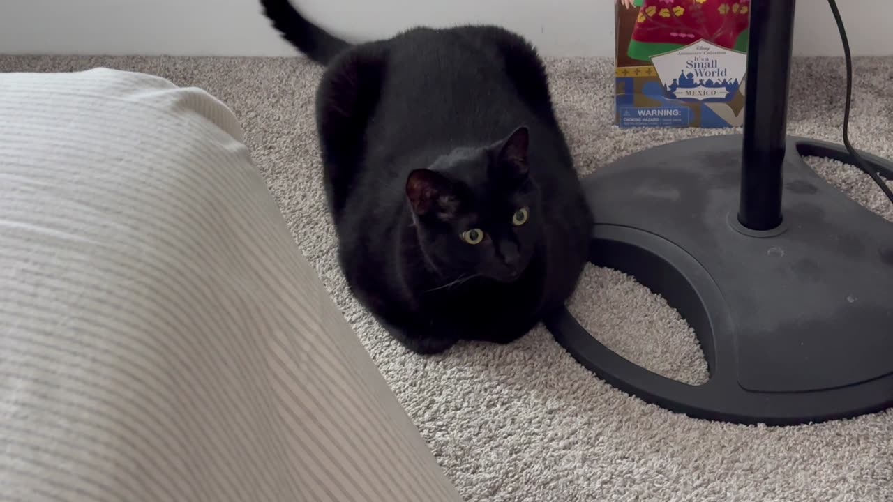 Adopting a Cat from a Shelter Vlog - Cute Precious Piper Holds Down the Fan