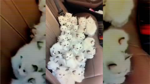 Lots of Cute kittens in The Car !!