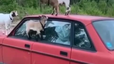 Goats having some fun on an abandoned car 🐐 ❤️