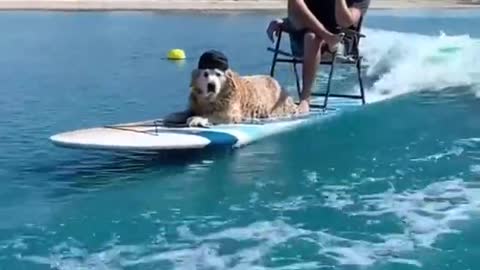 Would you like to dog love