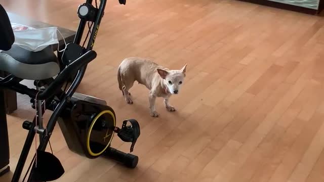 Goodbye dog!!