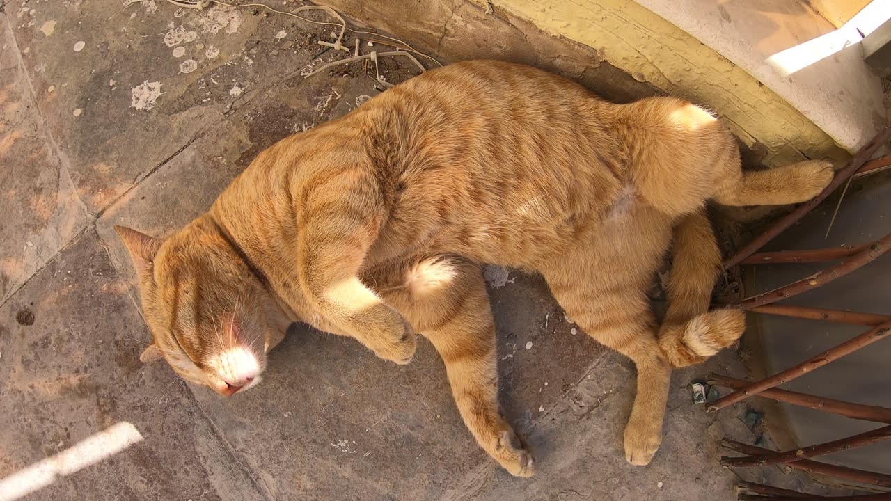 Homeless cats in UAE, Ras Al Khaimah: ED SHEERAN & MICHAEL JACKSON #cats #MichaelJackson #EdSheeran