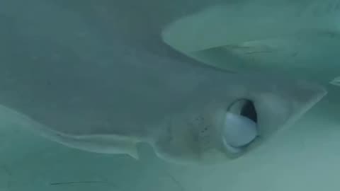 Wildlife