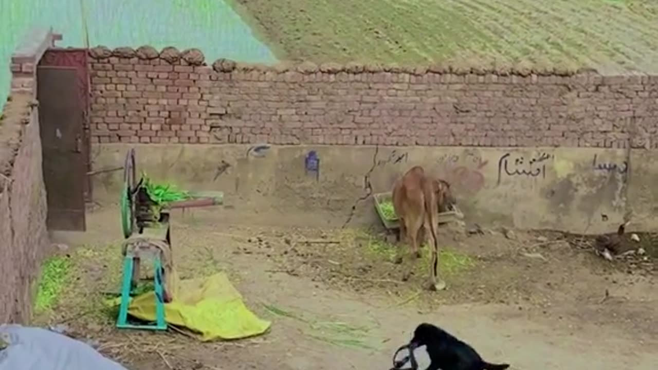 Dog intelligent dog in Pakistan