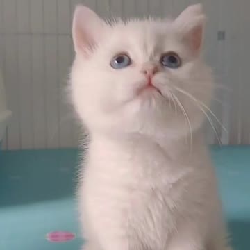 So Cute Cat 🐈