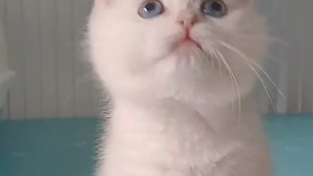 So Cute Cat 🐈